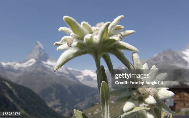 edelweiss and matterhorn with blue sky - edelweiss stock pictures, royalty-free photos & images