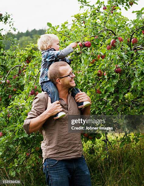 father picking apples with his young son - baby nature fotografías e imágenes de stock