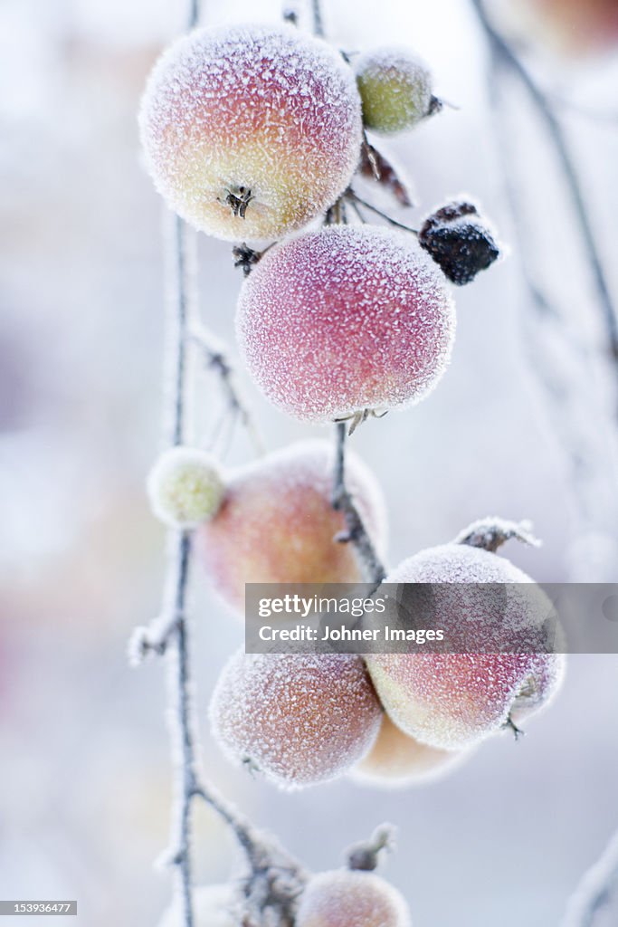 Frosted apples on branch