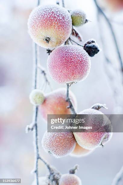 frosted apples on branch - frozen apple bildbanksfoton och bilder