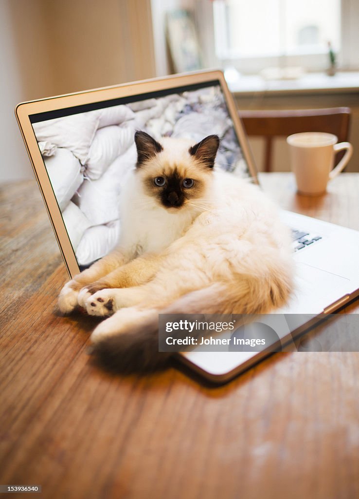 Cat lying on laptop on desk