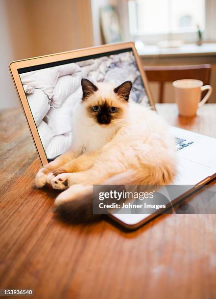 cat lying on laptop on desk - cat laptop stock pictures, royalty-free photos & images