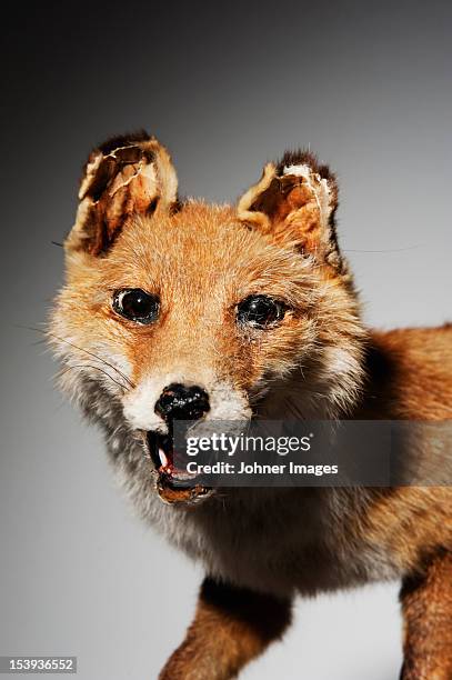 studio shot of stuffed fox - taxidermy stock pictures, royalty-free photos & images
