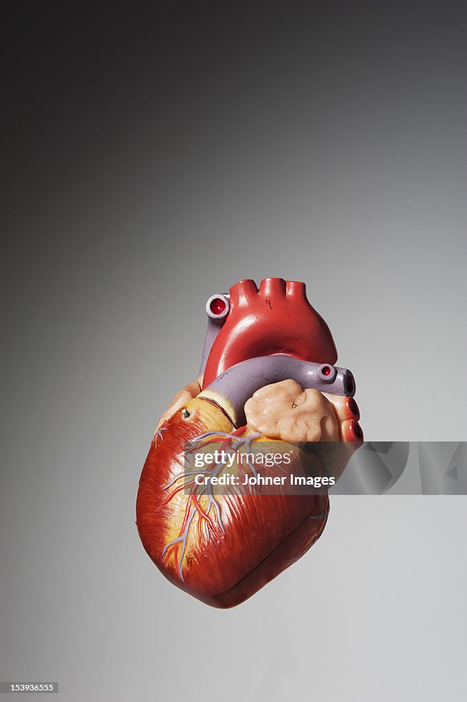 Anatomical model of human heart