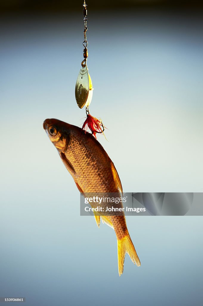 A fish on a hook, close-up.