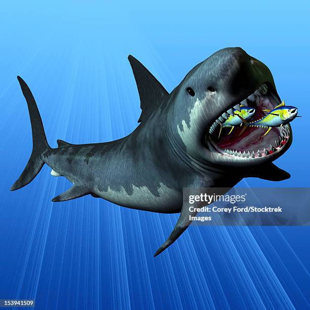 a cenozoic era megalodon devours two swimming tuna. - megalodon stock illustrations