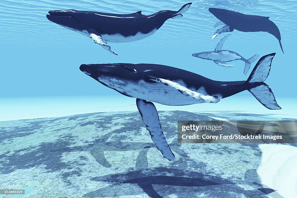 Several humpback whales swim together on their migration route to Alaskan waters.