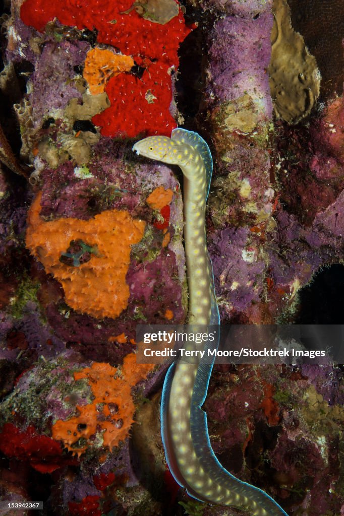 Sharptail Eel searching for food, Bonaire, Caribbean Netherlands.