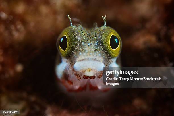 a secretary blenny looks out from its coral home, bonaire, caribbean netherlands. - blenny stock pictures, royalty-free photos & images