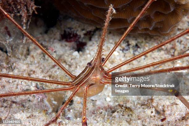 arrow crab carrying her eggs underneath its abdomen, bonaire, caribbean netherlands. - ノコギリイッカクガニ ストックフォトと画像