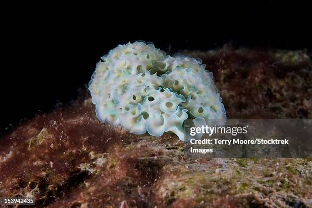 elysia crispata, common name the lettuce sea slug, is a large and colorful species of sea slug, bonaire, caribbean netherlands. - lettuce sea slug stock pictures, royalty-free photos & images