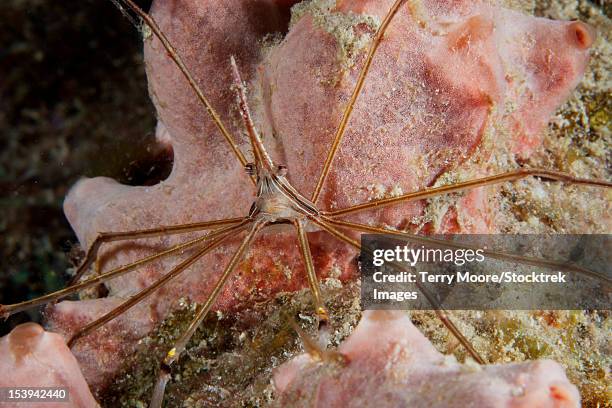 arrow crab carrying her eggs underneath its abdomen, bonaire, caribbean netherlands. - ノコギリイッカクガニ ストックフォトと画像