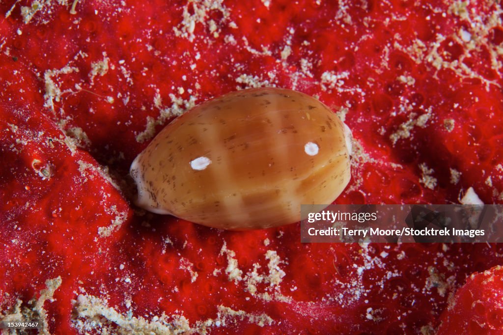 Caorie Shell Cowrie Shell On A Sponge Bonaire Caribbean Netherlands High-Res Stock ...
