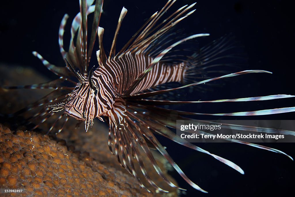 Red Lionfish flares its deadly spines as a warning to the photographer not to get any closer, Bonaire, Caribbean Netherlands.