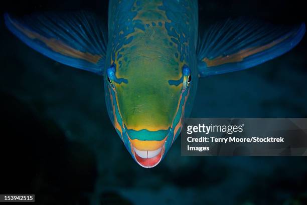 queen parrotfish feeding on algae, bonaire, caribbean netherlands. - parrotfish imagens e fotografias de stock