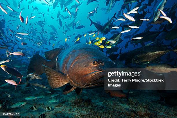 a school of golden trevally follow a giant grouper for protection during a shark feed. - epinephelus lanceolatus stock pictures, royalty-free photos & images
