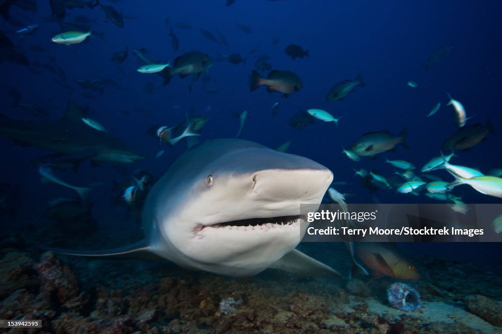 Huge bull shark with mouth open, Fiji.