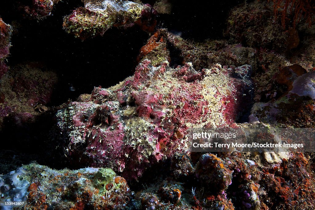 Stone Fish Rarotonga Deadly South Pacific Stonefish Is Beautifully Camouflaged In The Reef ...