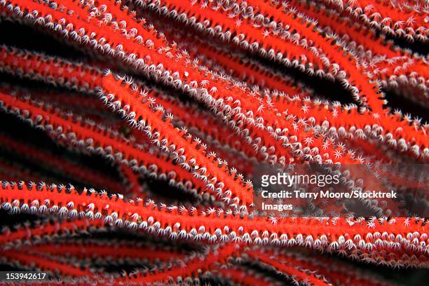 detailed close-up view of soft coral polyps feeding, fiji. - spicule stock pictures, royalty-free photos & images
