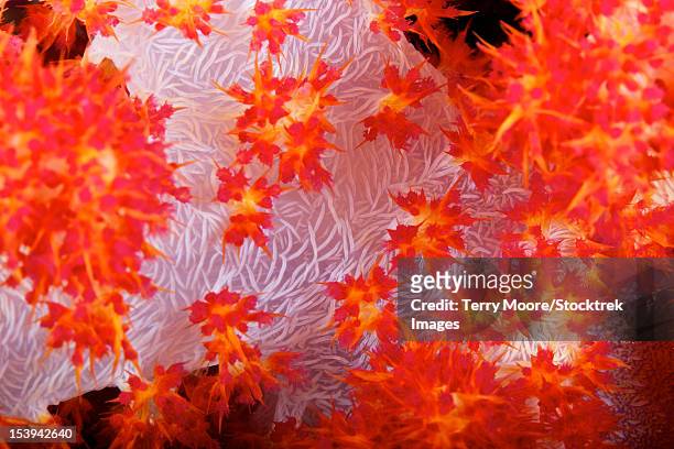 detailed view of soft coral revealing the spicules that give stability to its form, fiji. - spicule stock pictures, royalty-free photos & images