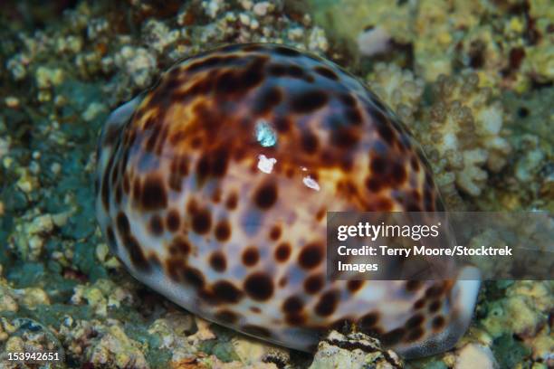 Mantle Shell 13 Snail Mantle Stock Photos, High-Res Pictures, and Images - Getty Images