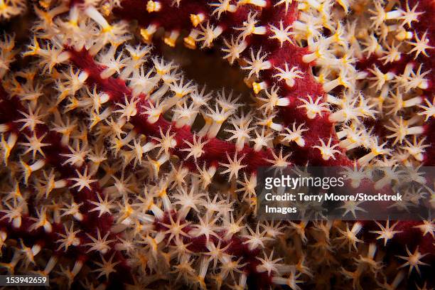 detailed close-up view of soft coral polyps, fiji. - spicule stock pictures, royalty-free photos & images