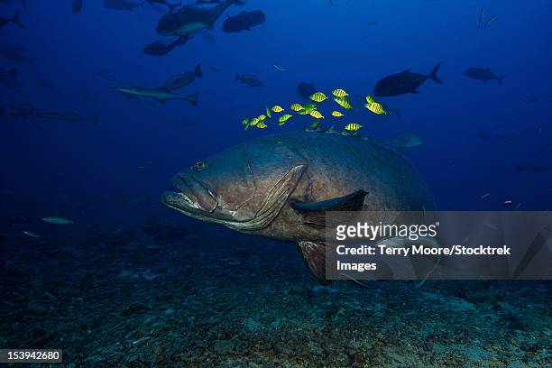 a school of golden trevally follow a giant grouper for protection during a shark feed. - tandbaars stockfoto's en -beelden