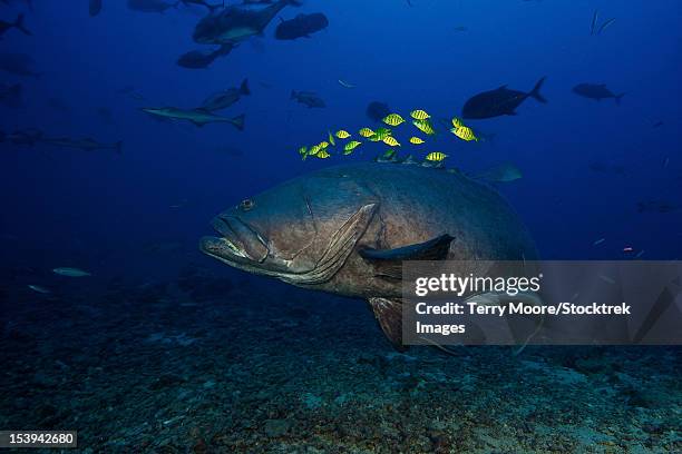 a school of golden trevally follow a giant grouper for protection during a shark feed. - grouper stock pictures, royalty-free photos & images