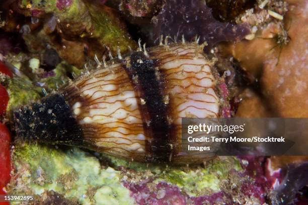 Small Cone Shell 437 Cone Shell Stock Photos, High-Res Pictures, and Images - Getty Images