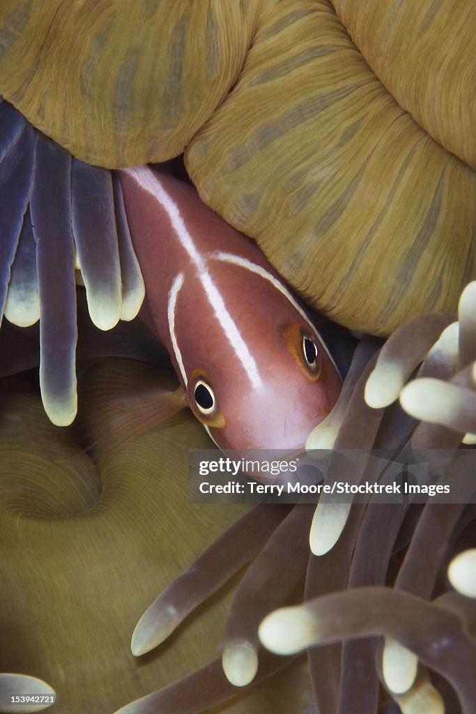 Pink Skunk Clownfish in its host anemone, Papua New Guinea.