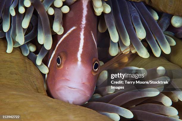 Skunk Fish 64 Pink Skunk Clownfish Stock Photos, High-Res Pictures, and Images ...