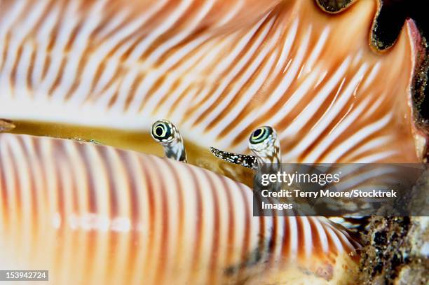 Conch Shell Closeup Photos and Premium High Res Pictures - Getty Images
