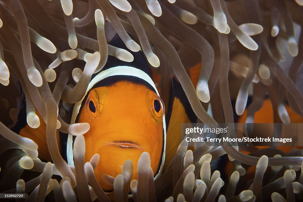 Percula Clownfish in its host anemone, Papua New Guinea.