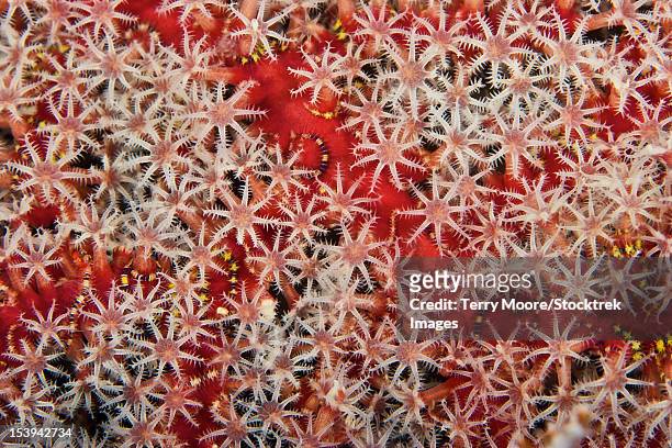 gorgonain fan with polyps out feeding, papua new guinea. - spicule stock pictures, royalty-free photos & images