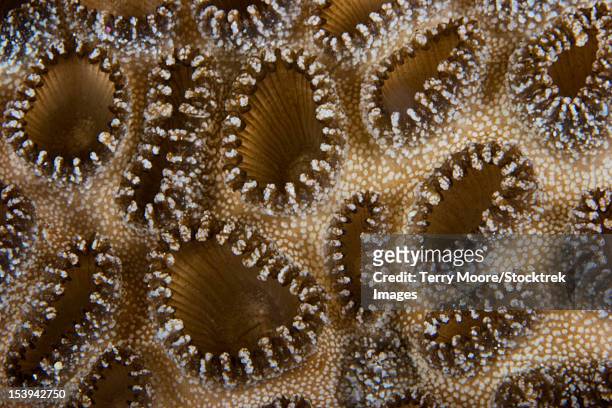 extreme close-up of a crust anemone, papua new guinea. - spicule stock pictures, royalty-free photos & images