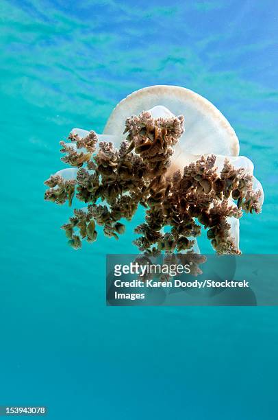 upside down jellyfish in caribbean sea. - upside down jellyfish bildbanksfoton och bilder