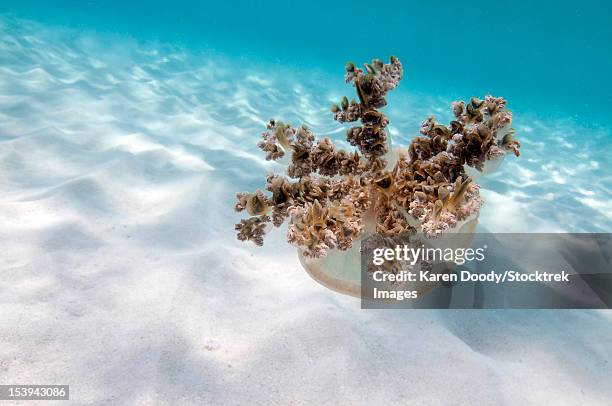 upside down jellyfish over sand in caribbean sea. - upside down jellyfish bildbanksfoton och bilder