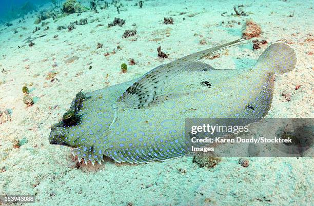 peacock flounder on sand on caribbean reef. - merluza fotografías e imágenes de stock