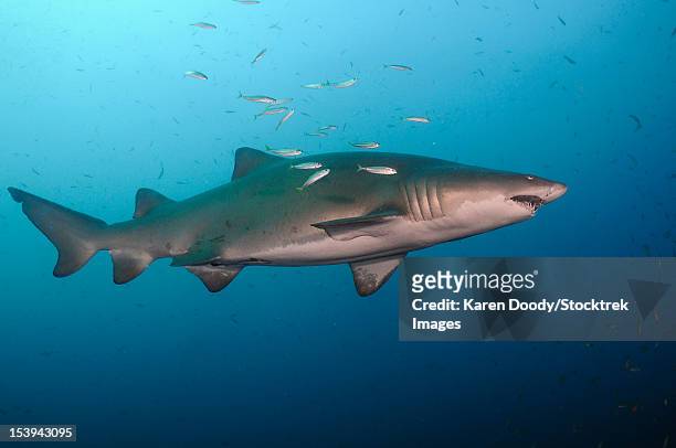 sand tiger shark swims in blue water off coast of north carolina. - sand tiger shark stock pictures, royalty-free photos & images