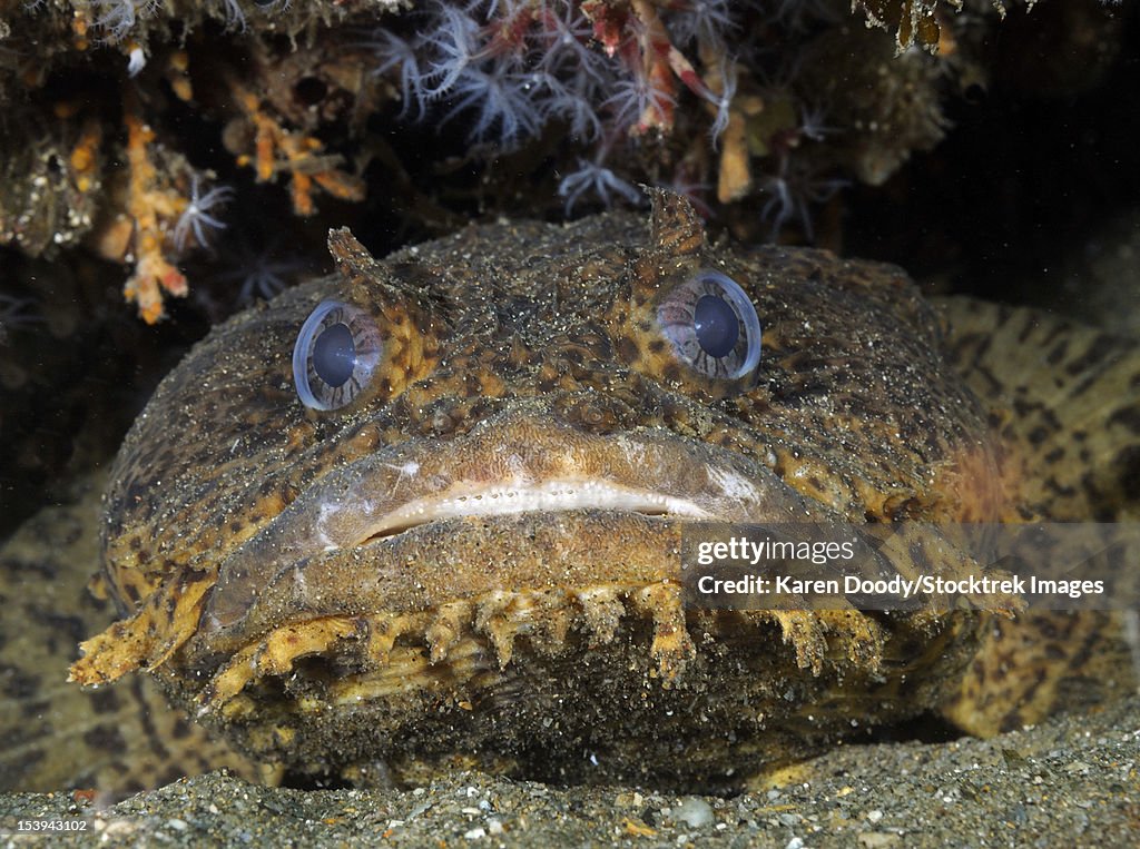 Opsanus Oyster Toadfish Oyster Toadfish (Opsanus Tau) Joel Sartore