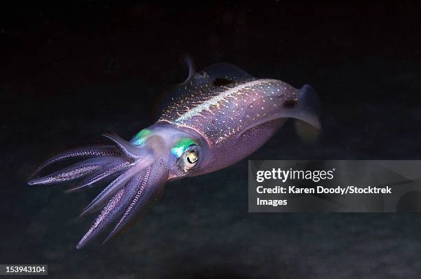 caribbean reef squid at night on reef. - bioluminescence 個照片及圖片檔