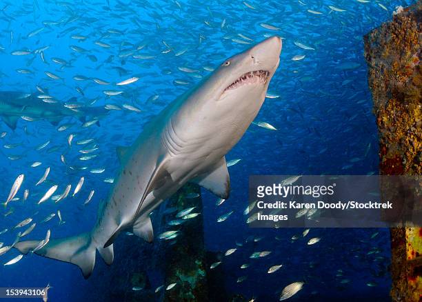 sand tiger shark on wreck of uscg cutter spar, part of the artificial reef program in north carolina. - sand tiger shark stock pictures, royalty-free photos & images