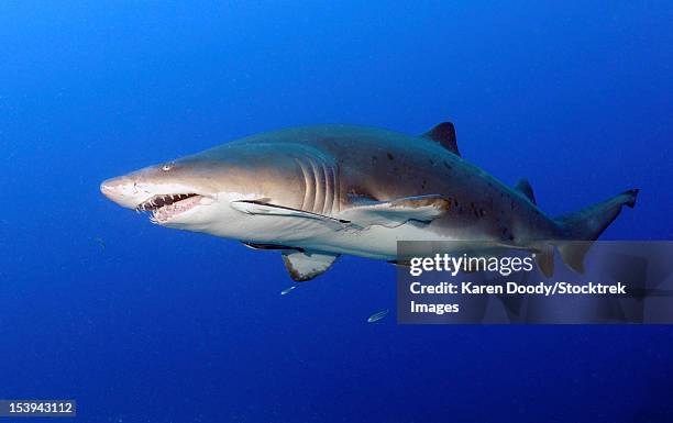 sand tiger shark with remoras in mid-water off coast of north carolina. - rémora fotografías e imágenes de stock