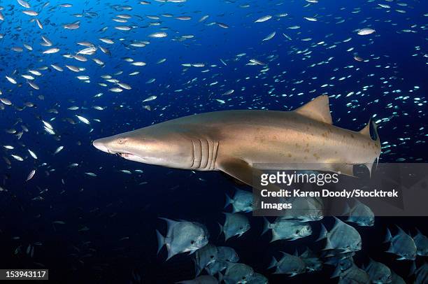 sand tiger shark swimming in blue water off coast of north carolina. - sand tiger shark stock pictures, royalty-free photos & images