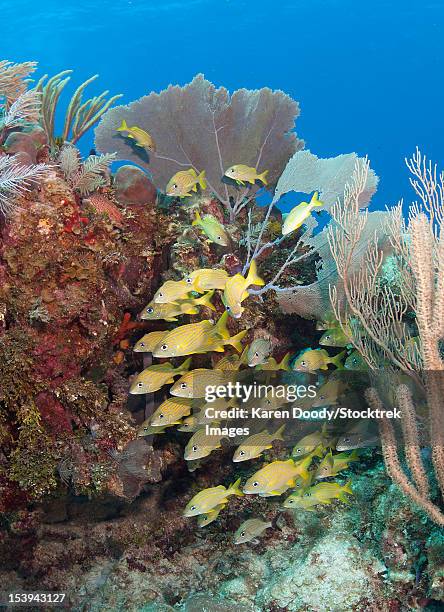 blue striped grunts schooling on caribbean reef. - grunzer stock-fotos und bilder