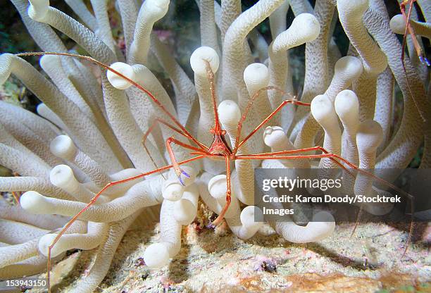 yellowline arrow crab on anenome in caribbean sea. - ノコギリイッカクガニ ストックフォトと画像