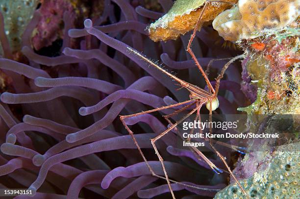 yellowline arrow crab with eggs on purple caribbean anemone. - ノコギリイッカクガニ ストックフォトと画像