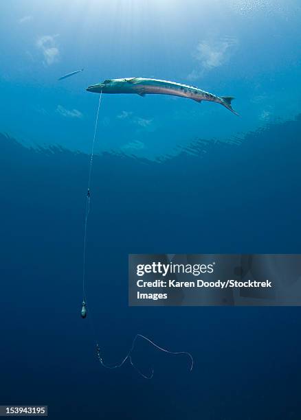 great barracuda hooked with fishing line in atlantic ocean. - sinker stock pictures, royalty-free photos & images