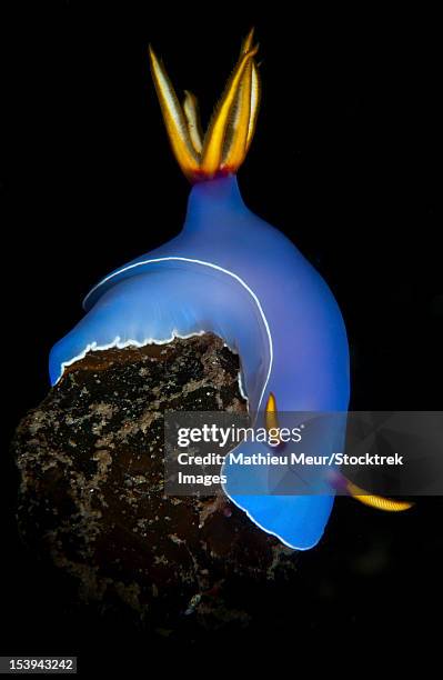 blue hypselodoris bulockii sea slug nudibranch, lembeh strait, bitung, north sulawesi, indonesia. - north sulawesi 個照片及圖片檔