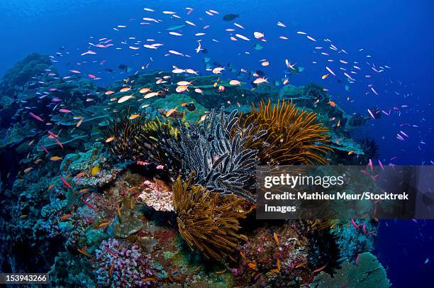 colourful reef scene with fish and crinoids, christmas island, australia. - julön bildbanksfoton och bilder